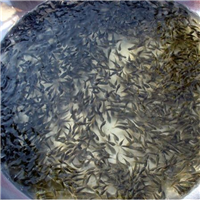 湖北鲢鱼批发
