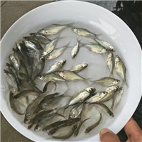 湖北鱼苗厂家供应