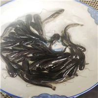 湖北鱼苗批发基地直销