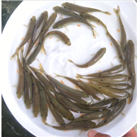 湖北鲤鱼苗