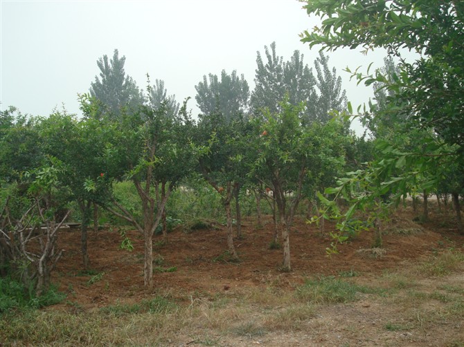 供应石榴树，供应石榴树价格，供应石榴树基地 