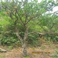 山东枣庄石榴树，石榴树价格，山东石榴树销售 
