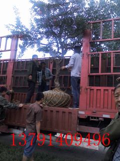 石榴树苗价格 