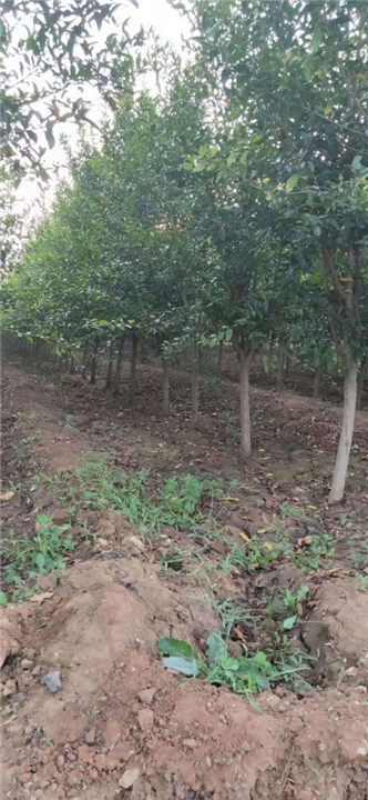 批发石榴树苗一亩种植数量