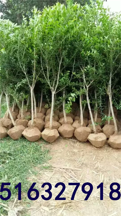 2,3,4,5,6公分石榴树苗供应 