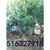 盆栽石榴树基地|盆栽石榴树供应 
