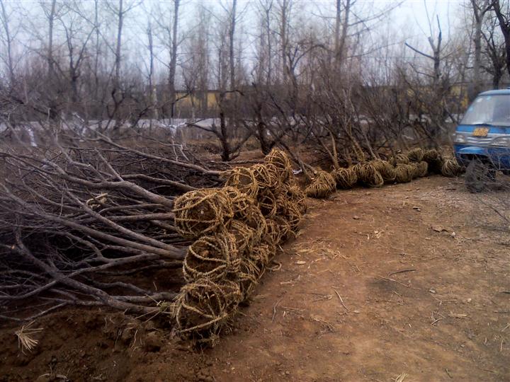 山东石榴树销售，山东石榴树销售价格，山东石榴树销售基地 