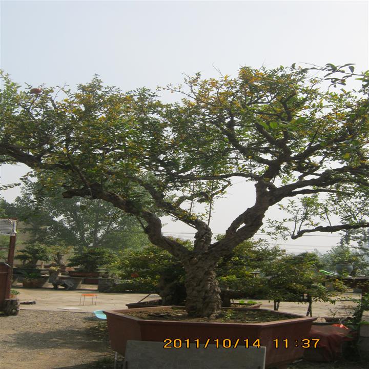 石榴树价格，山东石榴树销售,山东石榴树批发 