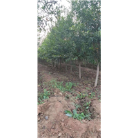 批发石榴树苗一亩种植数量