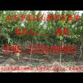 石榴树苗 