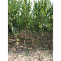 石榴苗批发石榴苗供应石榴苗出售石榴苗基地 