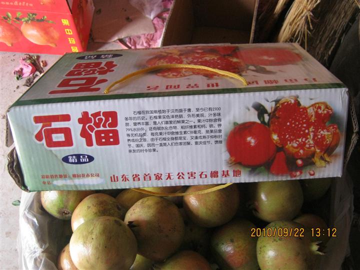 山东枣庄石榴盆景批发，山东枣庄石榴盆景批发价格，山东枣庄石榴盆景批发供应 