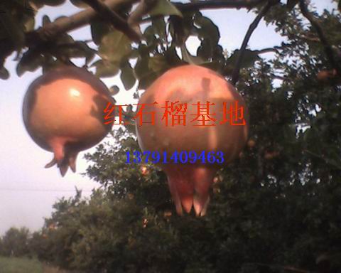石榴价格，石榴盆景，供应山东枣庄石榴盆景 