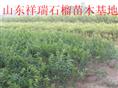 石榴苗，石榴树苗价格 