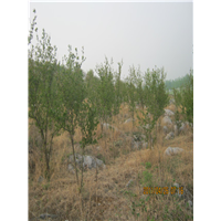 3公分石榴苗供应5公分石榴苗批发 