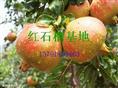 枣庄石榴批发 ,枣庄石榴的营养价值 