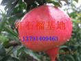 供应石榴，批发石榴 