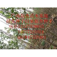 河池罗汉松小苗-玉林罗汉小苗-百色罗汉松苗 