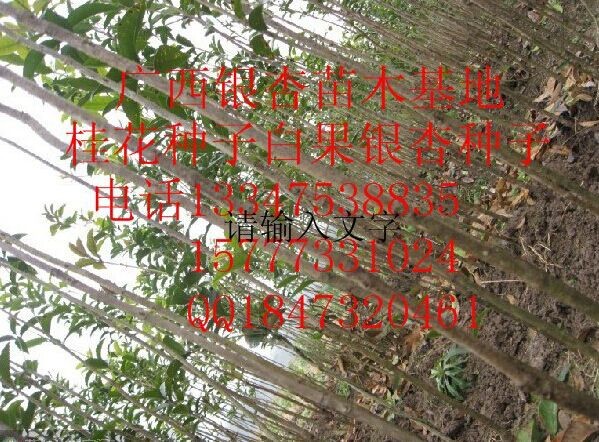 河池香樟小苗-百色香樟小苗-玉林香樟小苗-桂林苗 