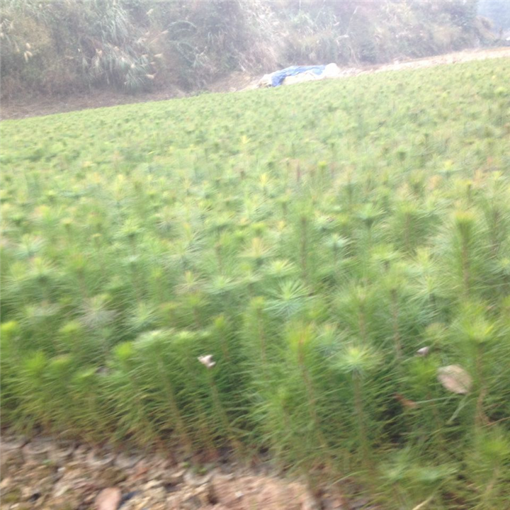 广西马尾松苗%广西马尾松苗基地