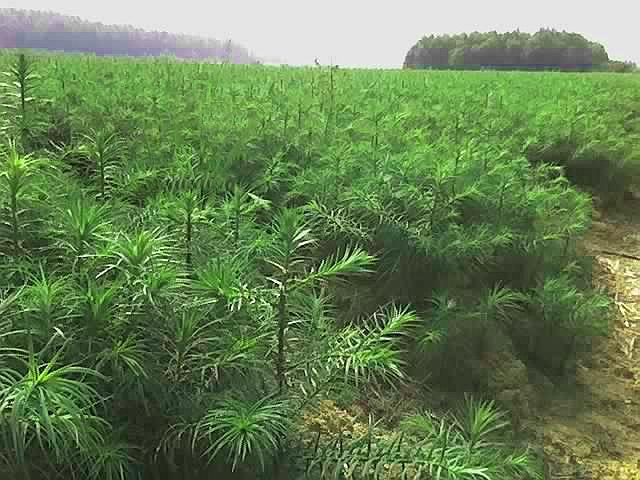 广西杉木苗，广西南丹爱玉种业