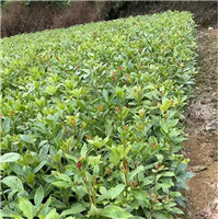 广西油茶苗什么价位广西油茶苗种植技术