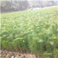 广西马尾松苗%广西马尾松苗基地