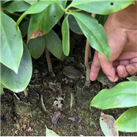 广西油茶苗哪里的比较好广西油茶苗哪里价格便宜