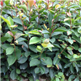 广西油茶苗%广西油茶苗基地