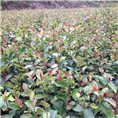 广西油茶苗%广西油茶苗基地