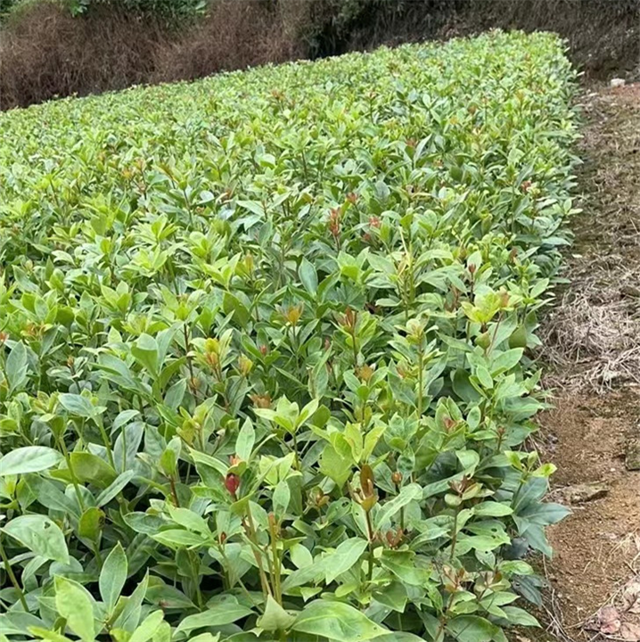 广西油茶苗什么价位广西油茶苗种植技术