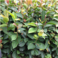 广西油茶苗%广西油茶苗基地