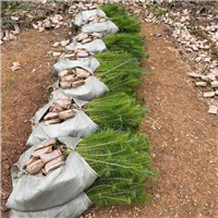 广西马尾松苗马尾松几月种植成