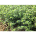 广西马尾松苗%广西马尾松苗基地
