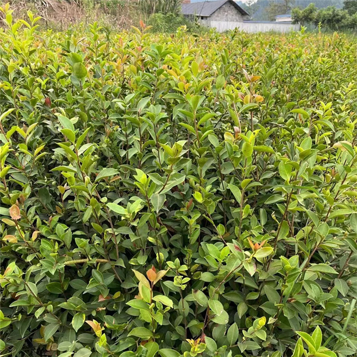 广西油茶苗培育基地大量精品油茶苗供应