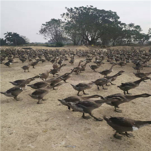 广西狮头鹅苗基地a广西狮头鹅 