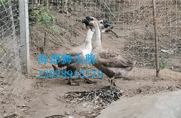 狮头鹅 
