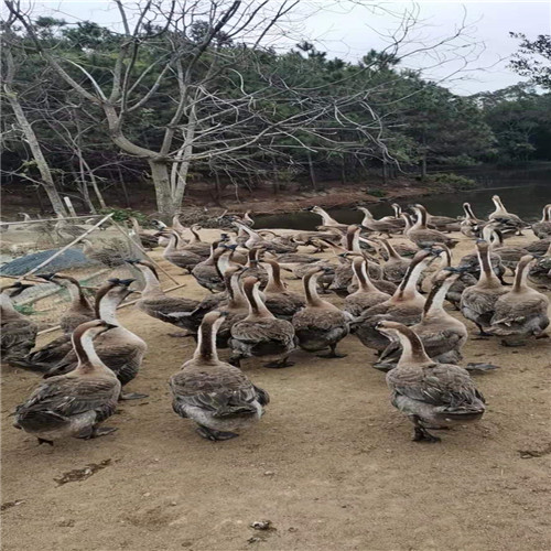 纯种狮头鹅苗a北海狮头鹅 