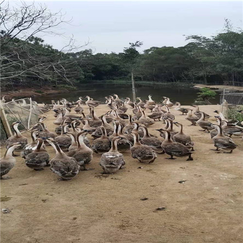 广西狮头鹅养殖a广西狮头鹅苗 