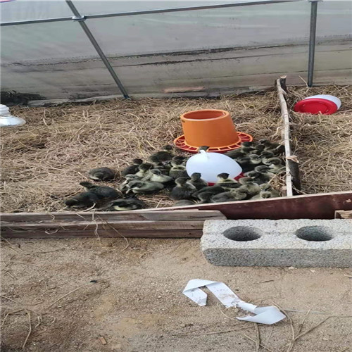 合浦狮头鹅养殖场a广西狮头鹅 