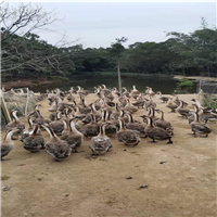 广西狮头鹅养殖a广西狮头鹅苗 