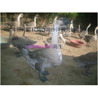 南宁狮头鹅苗，广西狮头鹅苗体型外貌 