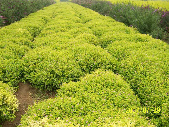 金山绣线菊 