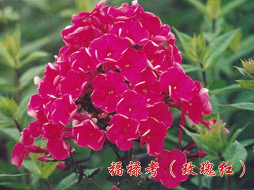 宿根福禄考（红玫瑰） 