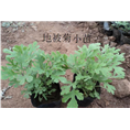 地被菊小苗|辽宁地被菊小苗&地被菊小苗 