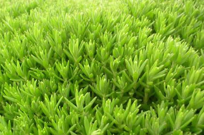 卧茎景天 