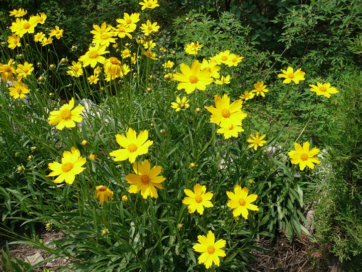 金鸡菊 