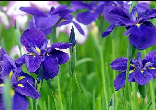 紫花鸢尾——辽宁紫花鸢尾 
