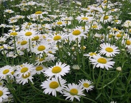 大滨菊|辽宁大滨菊 