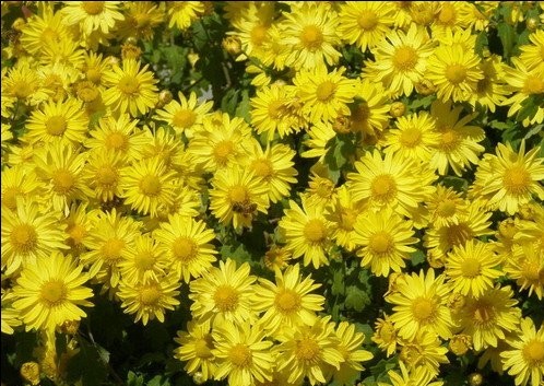 辽宁福禄考|辽宁地被菊|-地被菊（黄花） 